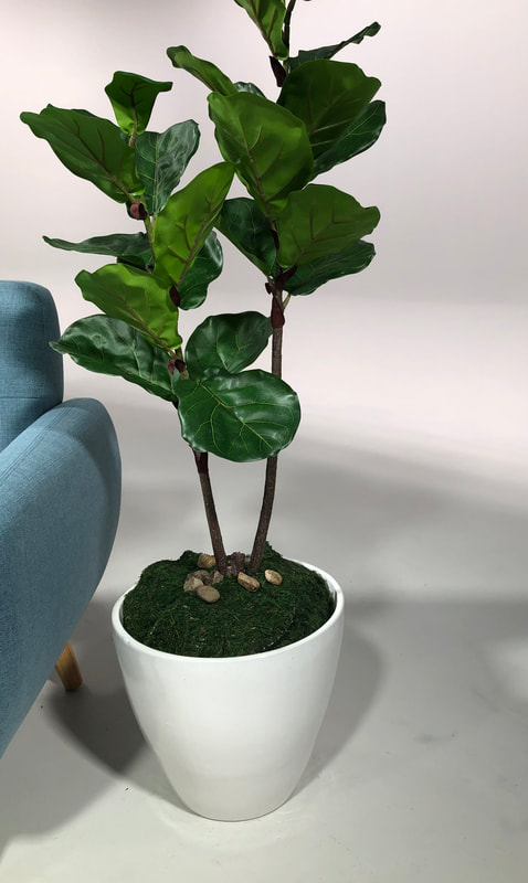 Small Fig Fiddle plant